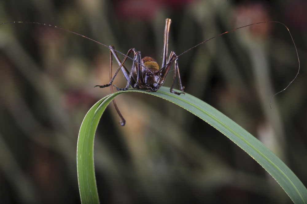 12. Platz Josef Schafnitzel